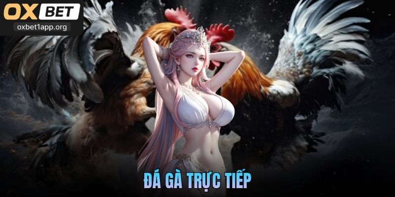 Đá Gà Trực Tiếp Oxbet Chất Lượng Net Chuẩn Full Hd