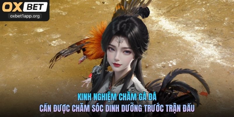 Kinh nghiệm chăm gà đá cần được chăm sóc dinh dưỡng trước trận đấu