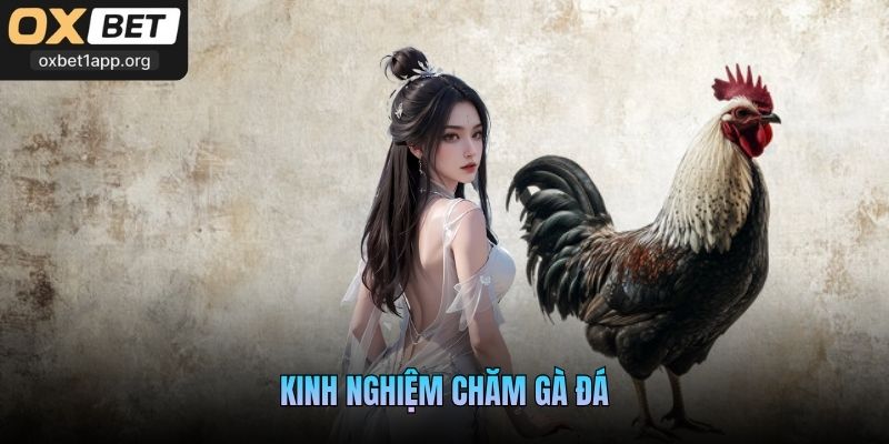 Kinh Nghiệm Chăm Gà Đá: Bí Quyết Nuôi Chiến Kê Bền Bỉ