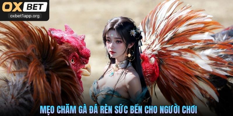 Mẹo chăm gà đá rèn sức bền cho người chơi