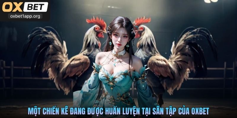 Một chiến kê đang được huấn luyện tại sân tập của Oxbet