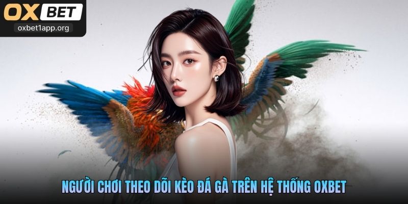 Người chơi theo dõi kèo đá gà trên hệ thống Oxbet