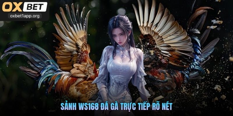 Sảnh WS168 đá gà trực tiếp rõ nét