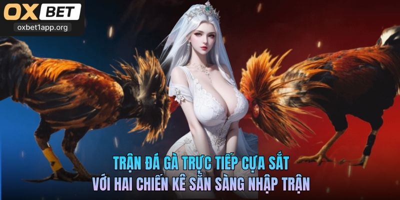 Trận đá gà trực tiếp cựa sắt với hai chiến kê sẵn sàng nhập trận