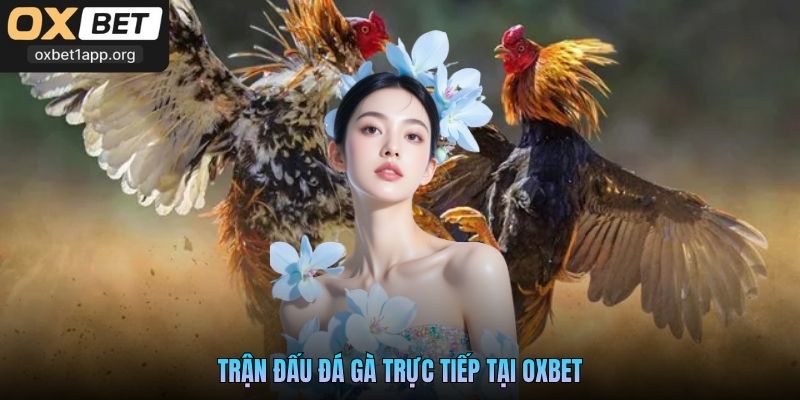 Trận đấu đá gà trực tiếp tại Oxbet